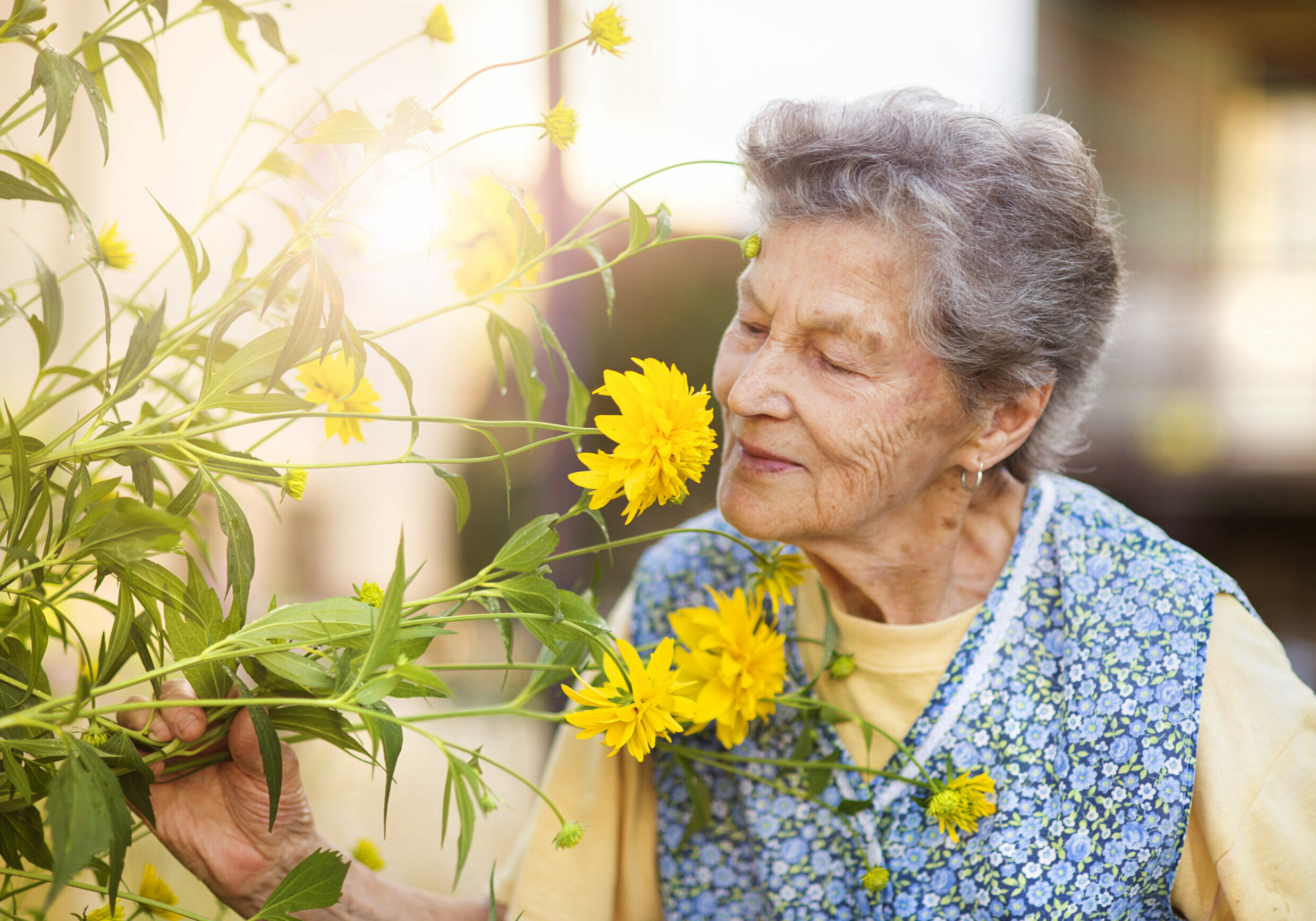 Portrait,Of,Senior,Woman,In,Apron,With,Yellow,Flower,In Portrait,Of,Senior,Woman,In,Apron,With,Yellow,Flower,In